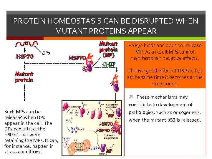 PROTEIN HOMEOSTASIS CAN BE DISRUPTED WHEN MUTANT PROTEINS APPEAR HSP 70 DPs HSP 70