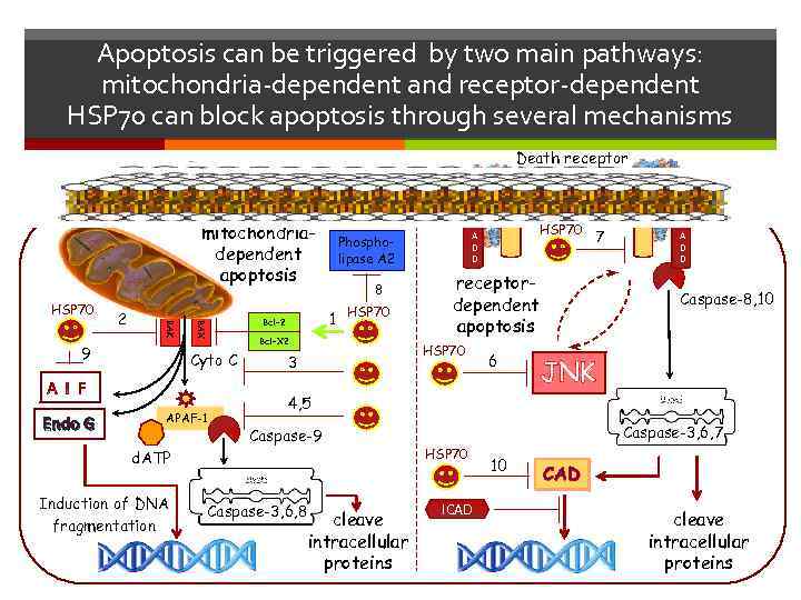 Apoptosis can be triggered by two main pathways: mitochondria-dependent and receptor-dependent HSP 70 can