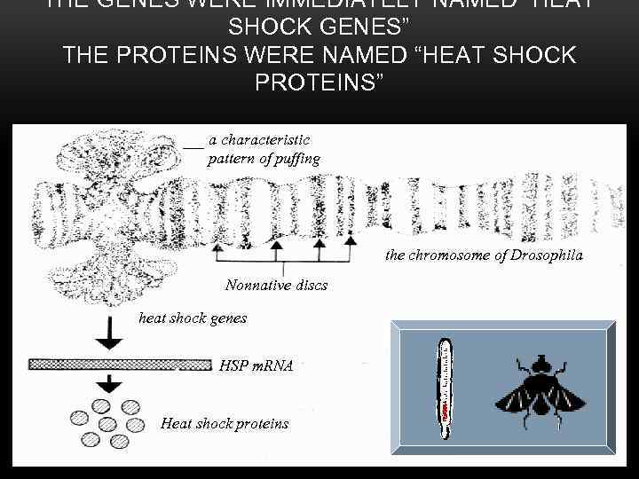 THE GENES WERE IMMEDIATELY NAMED “HEAT SHOCK GENES” THE PROTEINS WERE NAMED “HEAT SHOCK