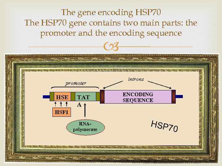 The gene encoding HSP 70 The HSP 70 gene contains two main parts: the