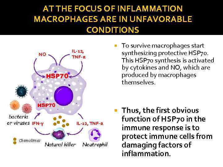 AT THE FOCUS OF INFLAMMATION MACROPHAGES ARE IN UNFAVORABLE CONDITIONS NO To survive macrophages