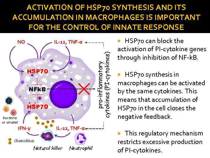 ACTIVATION OF HSP 70 SYNTHESIS AND ITS ACCUMULATION IN MACROPHAGES IS IMPORTANT FOR THE