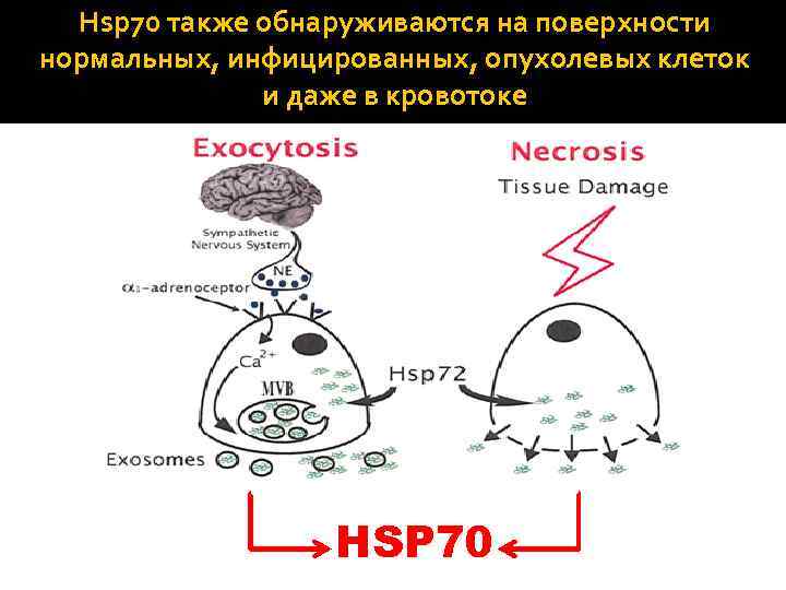 Hsp 70 также обнаруживаются на поверхности нормальных, инфицированных, опухолевых клеток и даже в кровотоке