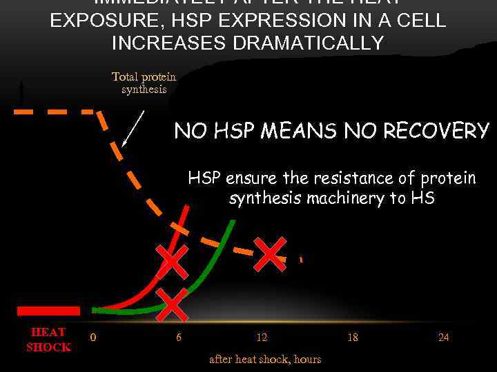 IMMEDIATELY AFTER THE HEAT EXPOSURE, HSP EXPRESSION IN A CELL INCREASES DRAMATICALLY Total protein