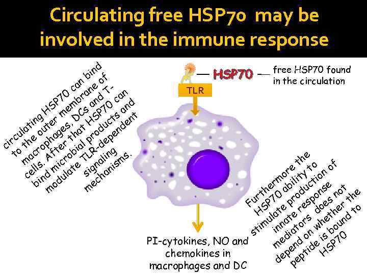 Circulating free HSP 70 may be involved in the immune response d in f