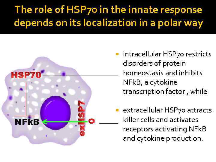 The role of HSP 70 in the innate response depends on its localization in