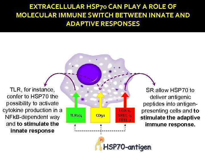 EXTRACELLULAR HSP 70 CAN PLAY A ROLE OF MOLECULAR IMMUNE SWITCH BETWEEN INNATE AND