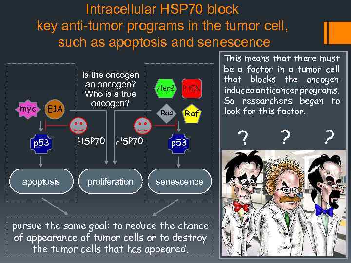 Intracellular HSP 70 block key anti-tumor programs in the tumor cell, such as apoptosis