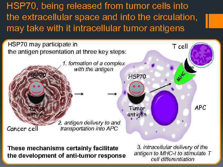 HSP 70, being released from tumor cells into the extracellular space and into the