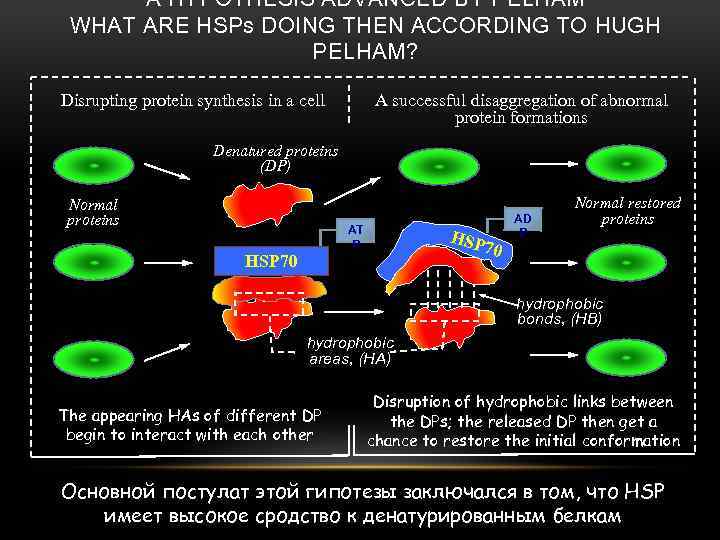 A HYPOTHESIS ADVANCED BY PELHAM WHAT ARE HSPs DOING THEN ACCORDING TO HUGH PELHAM?