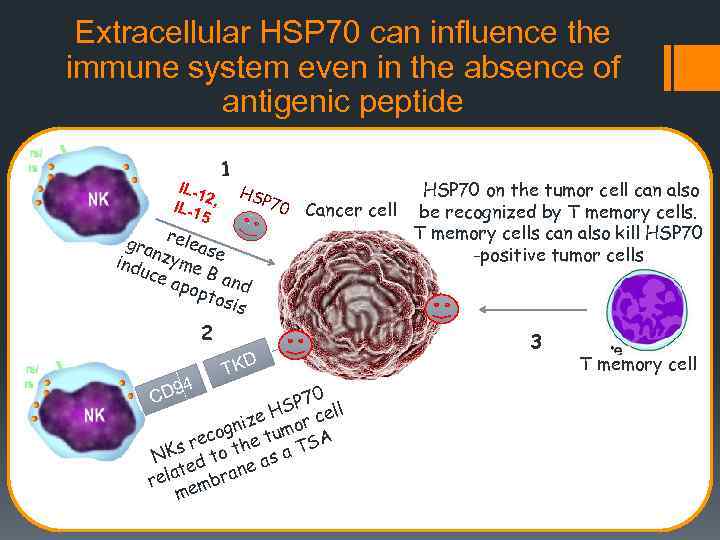 Extracellular HSP 70 can influence the immune system even in the absence of antigenic