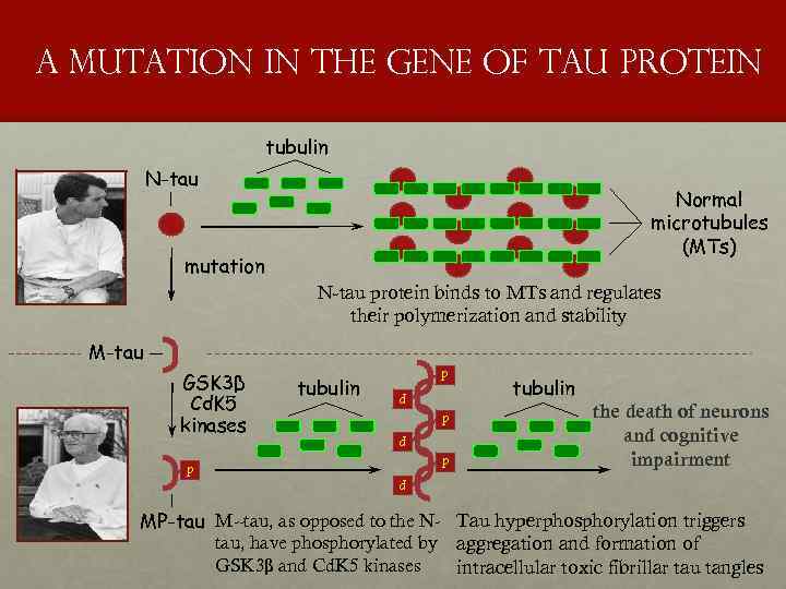 a mutation in the gene of tau protein tubulin N-tau Normal microtubules (MTs) mutation