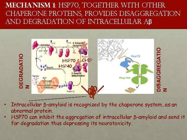 HSP 70 HSP 40 proteinclient CHIP DISAGGREGATIO N DEGRADATIO N Mechanism 1: HSP 70,