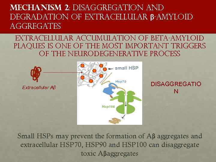 Mechanism 2: disaggregation and degradation of extracellular β-amyloid aggregates extracellular accumulation of beta-amyloid plaques