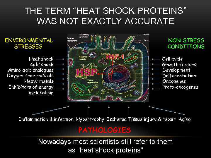 THE TERM “HEAT SHOCK PROTEINS” WAS NOT EXACTLY ACCURATE ENVIRONMENTAL STRESSES Heat shock Cold