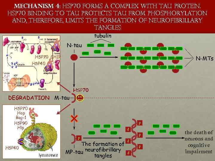 Mechanism 4: HSP 70 forms a complex with tau protein. HSP 70 binding to