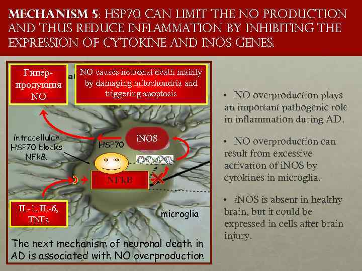 Mechanism 5: HSP 70 CAN limit the NO production and thus reduce inflammation by