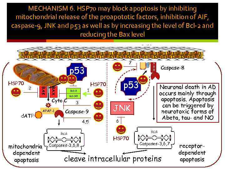 MECHANISM 6. HSP 70 may block apoptosis by inhibiting mitochondrial release of the proapototic