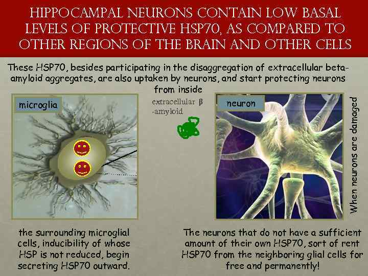 hippocampal neurons contain low basal levels of protective HSP 70, as compared to other