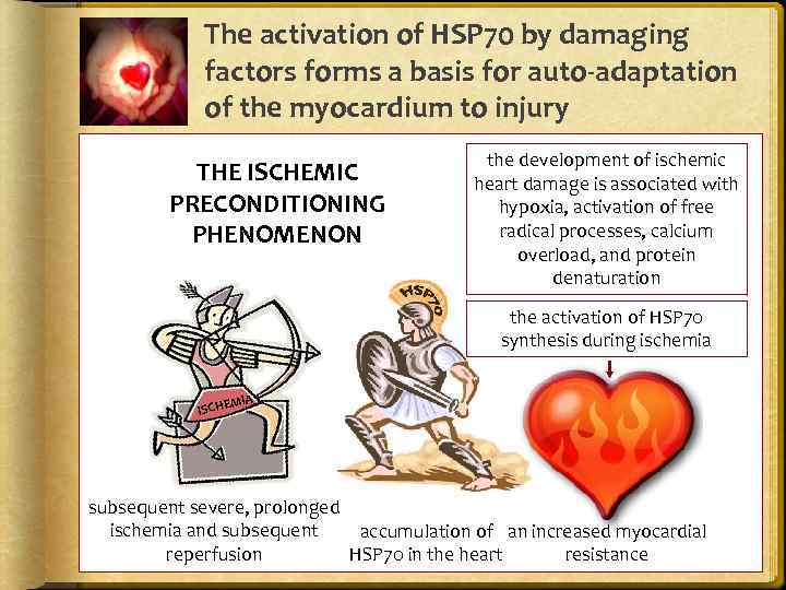 The activation of HSP 70 by damaging factors forms a basis for auto-adaptation of