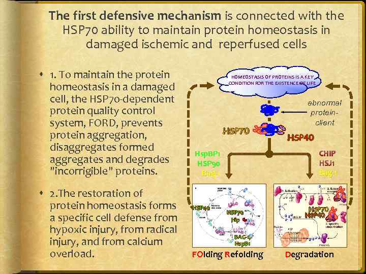 The first defensive mechanism is connected with the HSP 70 ability to maintain protein