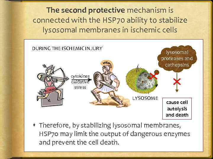 The second protective mechanism is connected with the HSP 70 ability to stabilize lysosomal