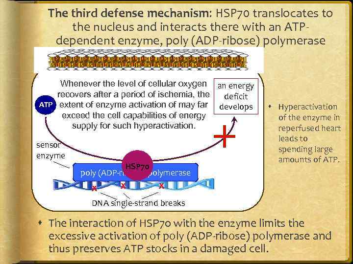 The third defense mechanism: HSP 70 translocates to the nucleus and interacts there with