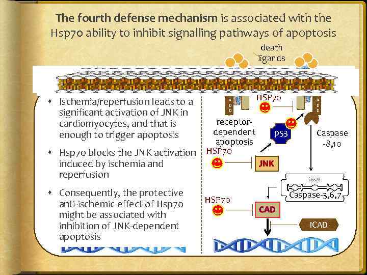 The fourth defense mechanism is associated with the Hsp 70 ability to inhibit signalling