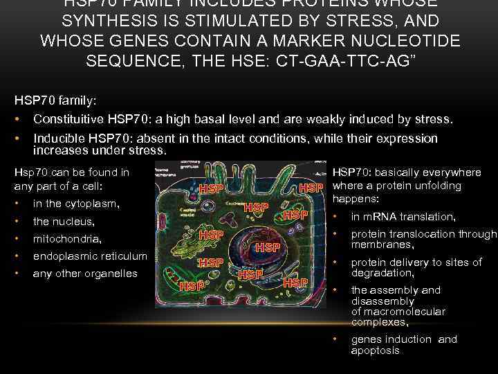 HSP 70 FAMILY INCLUDES PROTEINS WHOSE SYNTHESIS IS STIMULATED BY STRESS, AND WHOSE GENES