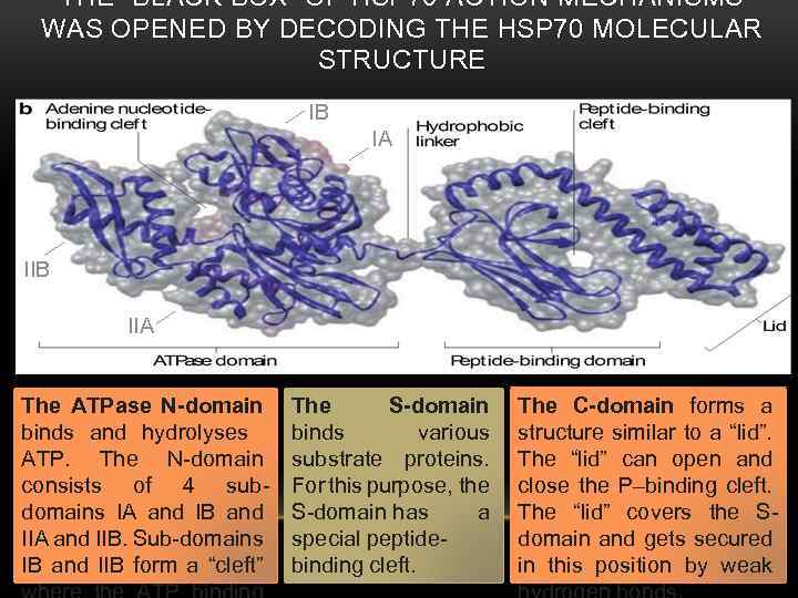 THE “BLACK BOX” OF HSP 70 ACTION MECHANISMS WAS OPENED BY DECODING THE HSP