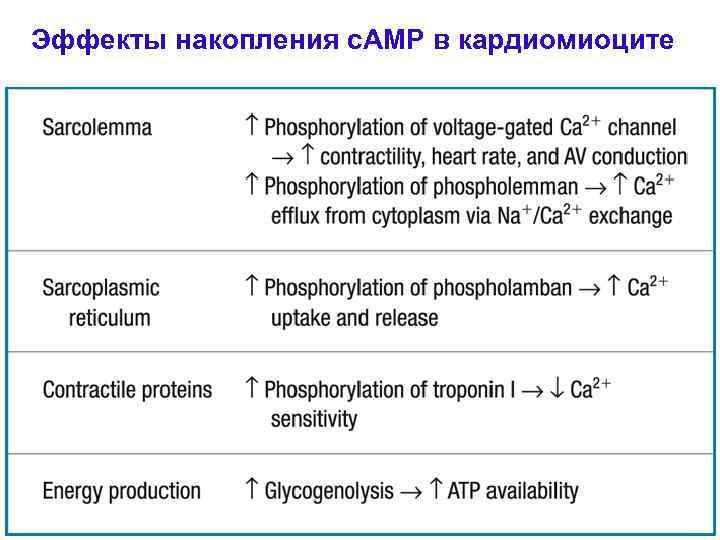 Эффекты накопления c. AMP в кардиомиоците 