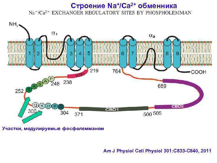 Строение Na+/Ca 2+ обменника Участки, модулируемые фосфолемманом Am J Physiol Cell Physiol 301: C