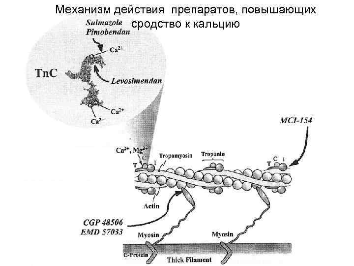 Механизм действия препаратов, повышающих сродство к кальцию 