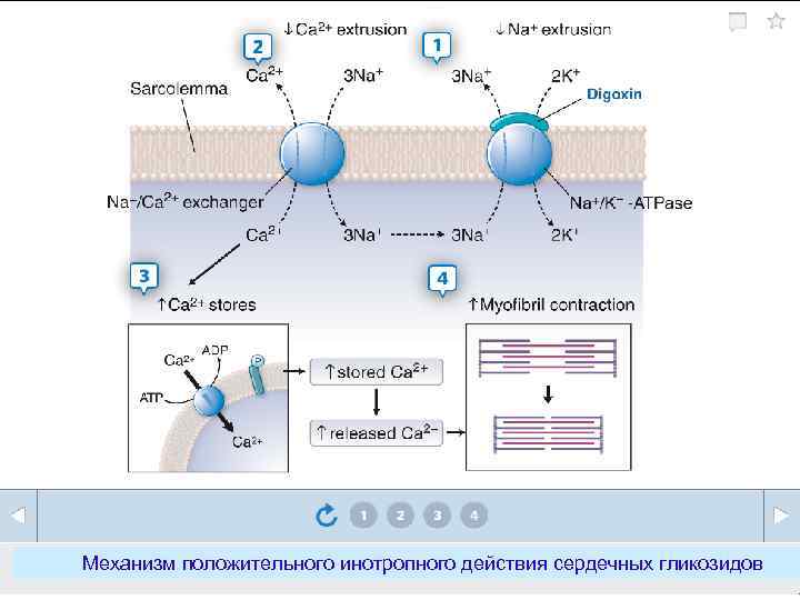 Механизм положительного инотропного действия сердечных гликозидов 