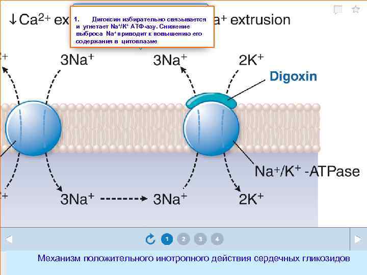1. Дигоксин избирательно связывается и угнетает Na+/K+ АТФ-азу. Снижение выброса Na+ приводит к повышению