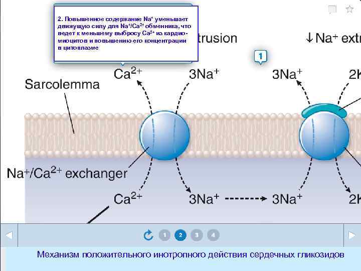 2. Повышенное содержание Na+ уменьшает движущую силу для Na+/Са 2+ обменника, что ведет к