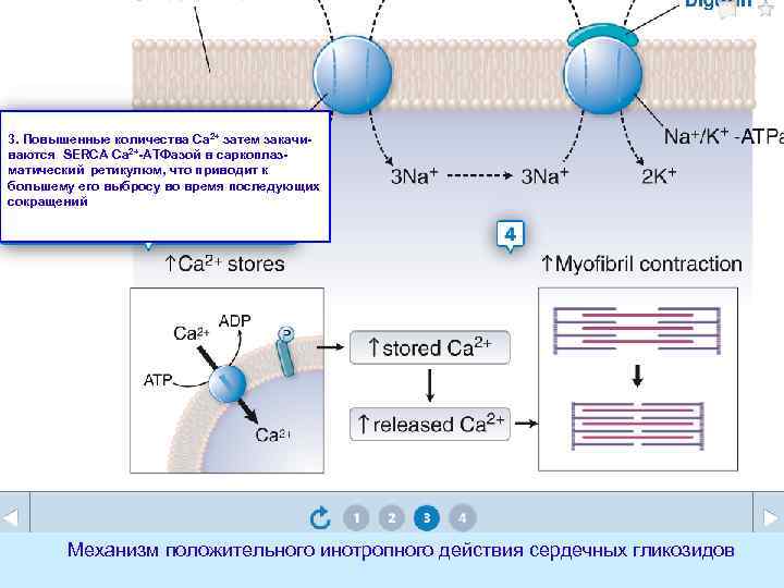 3. Повышенные количества Са 2+ затем закачиваются SERCA Са 2+-АТФазой в саркоплазматический ретикулюм, что