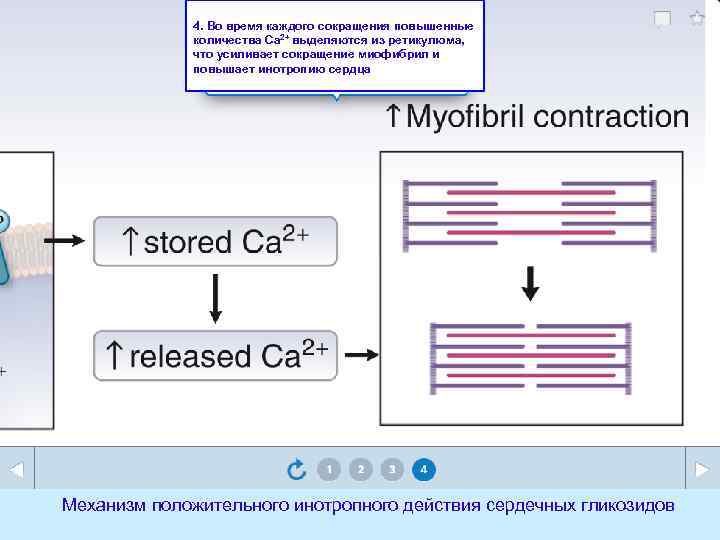 4. Во время каждого сокращения повышенные количества Са 2+ выделяются из ретикулюма, что усиливает