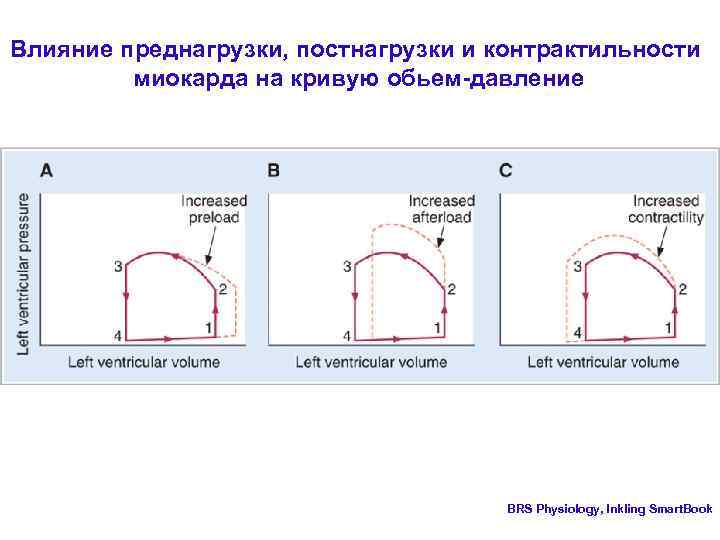 Влияние преднагрузки, постнагрузки и контрактильности миокарда на кривую обьем-давление BRS Physiology, Inkling Smart. Book