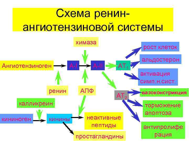 Схема ренинангиотензиновой системы химаза Ангиотензиноген A-I ренин калликреин кининоген кинины A-II АПФ рост клеток