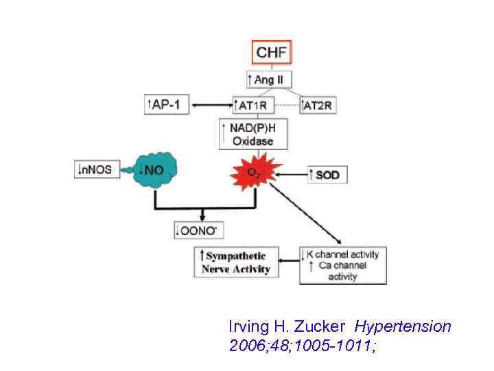 Irving H. Zucker Hypertension 2006; 48; 1005 -1011; 