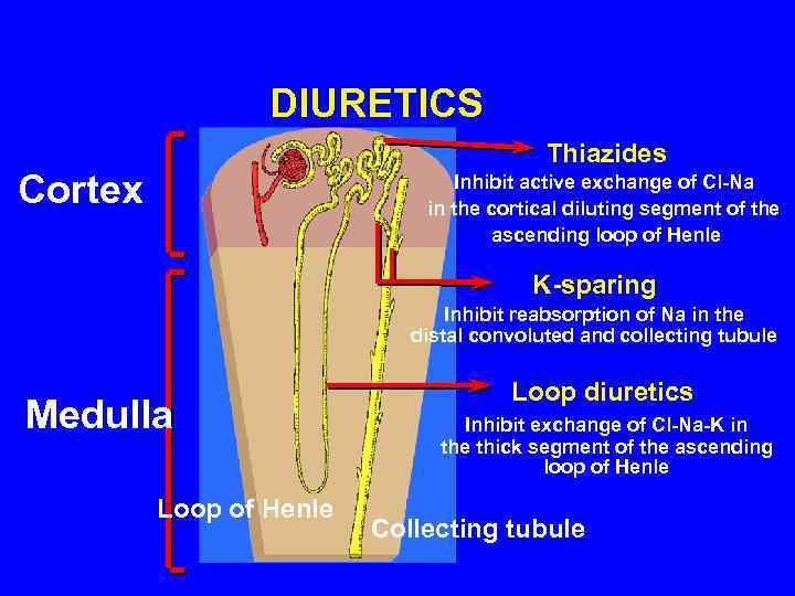 DIURETICS Thiazides Cortex Inhibit active exchange of Cl-Na in the cortical diluting segment of