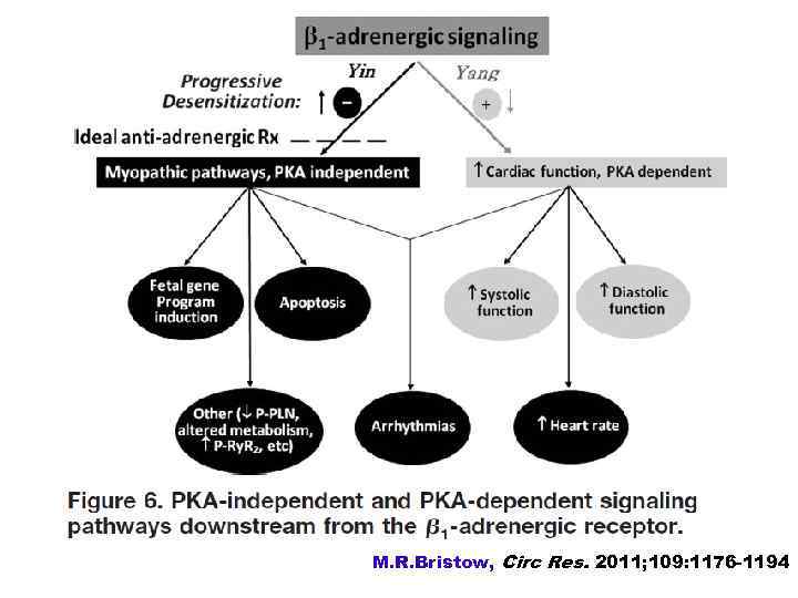 M. R. Bristow, Circ Res. 2011; 109: 1176 -1194 