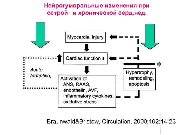 Нейрогуморальные изменения при острой и хронической серд. нед. Braunwald&Bristow, Circulation, 2000; 102: 14 -23