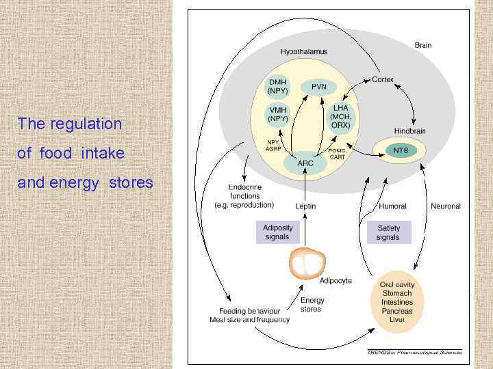 The regulation of food intake and energy stores 
