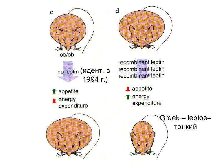 (идент. в 1994 г. ) Greek – leptos= тонкий 