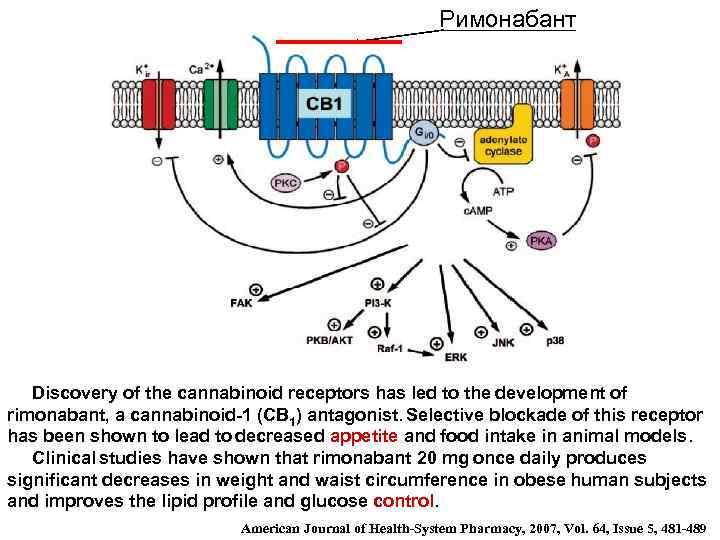 Римонабант Discovery of the cannabinoid receptors has led to the development of rimonabant, a