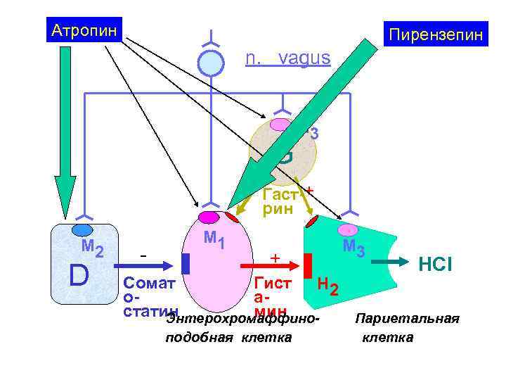 Атропин Пирензепин n. vagus G М 3 + Гаст-+ рин М 2 D -