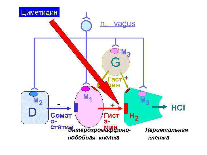 Циметидин n. vagus G М 3 + Гаст-+ рин М 2 D - М