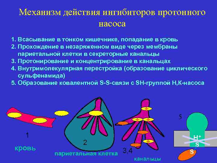 Механизм действия ингибиторов протонного насоса 1. Всасывание в тонком кишечнике, попадание в кровь 2.